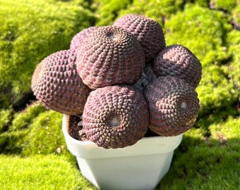 Black Cactus Lobivia famatinensis, 3" Live Plant, Rare Small Succulent for Indoor Desk, Easy Care Gift