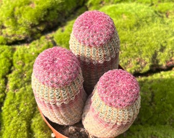 Rainbow Hedgehog Cactus, 4"/ 3-Headed Echinocereus rigidissimus, All-Season Red Ornamental Houseplant