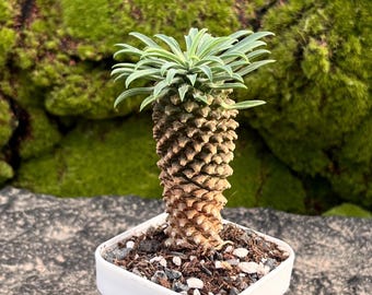 Euphorbia Gabizan, Height: 3'', Very Rare Succulent ,Colorful Live Plant, Cactus, Euphorbia Bupleurifolia × Susannae