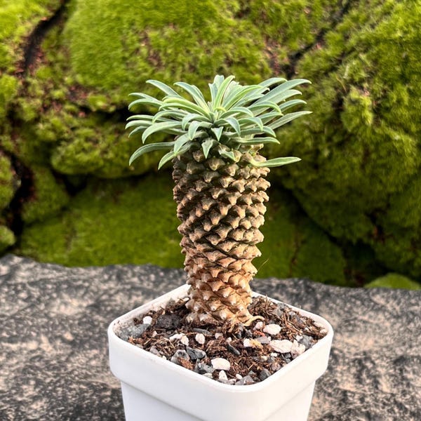 Euphorbia Gabizan, Height: 3'', Very Rare Succulent ,Colorful Live Plant, Cactus, Euphorbia Bupleurifolia × Susannae