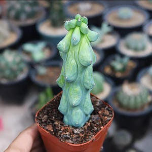Puede incluir: Un Myrtillocactus geometrizans f. cristata, conocido como cactus vela azul, que presenta un patrón de crecimiento alargado, irregular y abultado con un tono azul verdoso pálido, plantado en una pequeña maceta de plástico cuadrada color terracota.