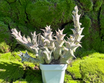 Purple Dragon Cactus Caralluma hesperidum 3.5" Live Plant, Rare Small Succulent for Indoor Desk, Easy Care Gift