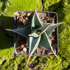 May include: A top-down view of a small agave plant with pointed, blue-green leaves featuring sharp, reddish-brown tips and thin white margins. The succulent is potted in a square black plastic container filled with dark brown wood chip soil.