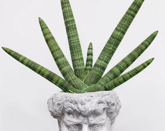 Live Dracaena Boncel, Finger Snake Plant, 6" Unique Cylindrical Succulent, Low Maintenance Indoor Houseplant for Home Decor