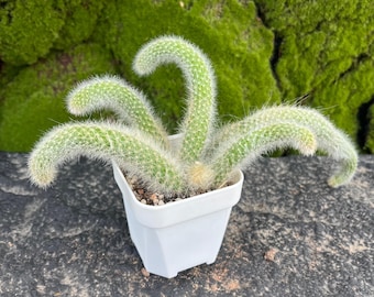 Hildewintera Colademononis 6 '' Cluster, Affenschwanzkaktus, hängender Kaktus, seltene Sukkulente