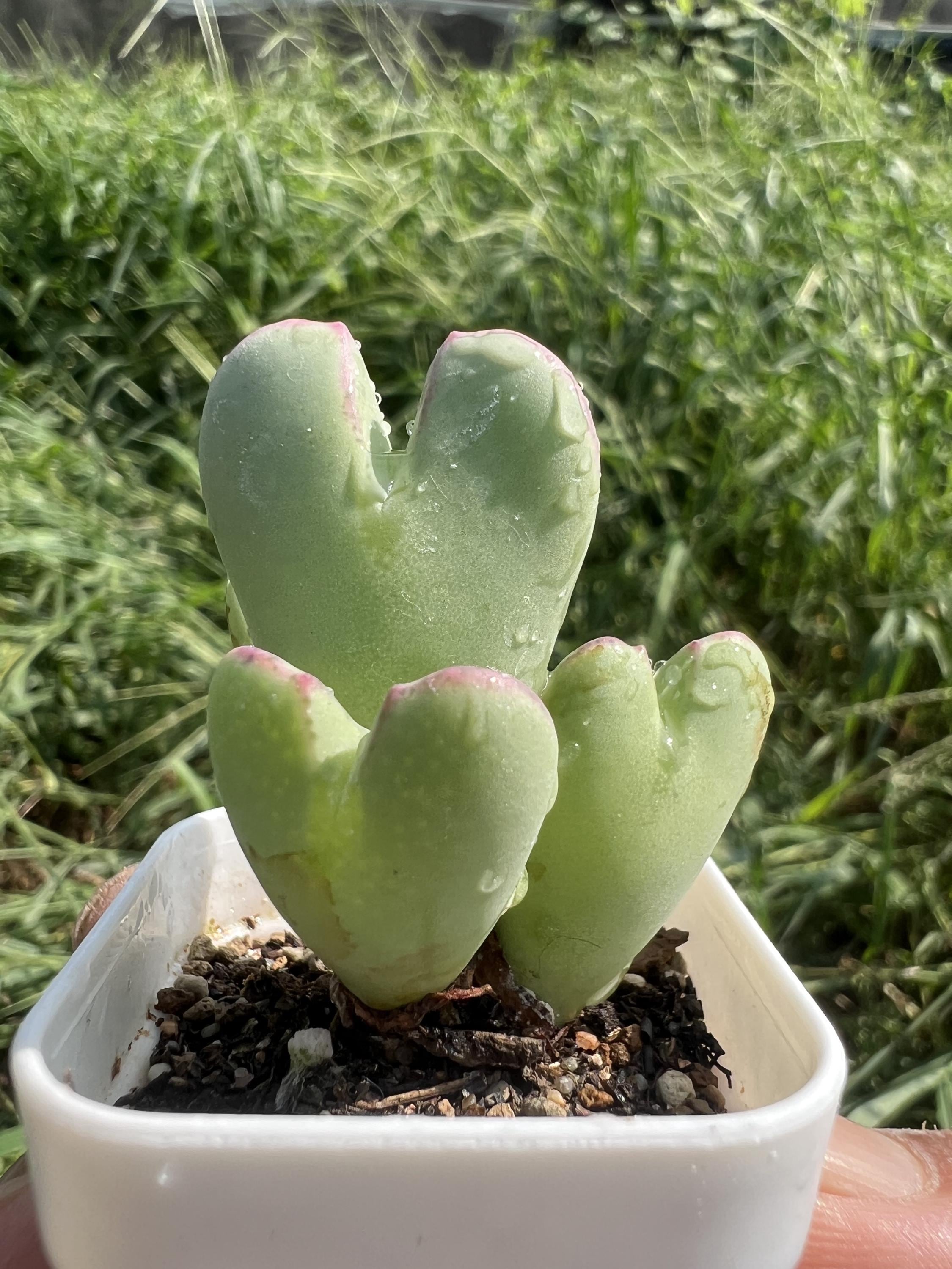 コノフィツム　pageae Bethen Conophytum Pageae - Etsy Canada