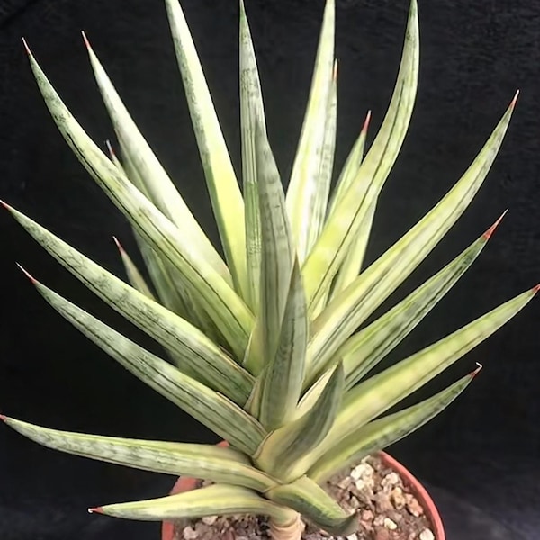 Dracaena (Sansevieria) Fox Tail Variegated, 5“ Variegated Fox‑Tail Snake Plant, Rare Rosette Succulent, Live Bare‑Root Houseplant
