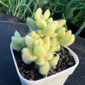 Astridia Velutina Dinter & Schwantes Variegata, Width: 1.6&#39;&#39;, Very Rare Variegated Succulent, Live Plant