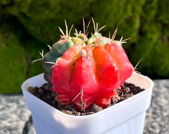 Gymnocalycium mihanovichii Variegated, 1.5" Live Cactus