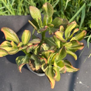 Crassula &#39;Butterfly Jade&#39; Variegata Cluster, Width: 4&#39;&#39;, Very Rare Succulent, Variegated &#39;Argentea f&#39;, Live Plant