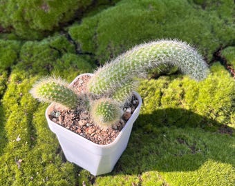 Hildewintera Colademononis , 4'' 1 tail Monkey Tail Cactus, Hanging Cactus, Rare Succulent