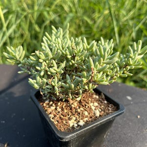 Dicrocaulon Ramulosum ssp. &#39;Blue Dragon&#39;, Width: 4&#39;&#39;, Scented Plant, Very Rare Succulent, Live Plant