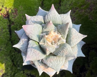 Rare Rock Peony Cactus | 4'' Width, Rare Living Succulent