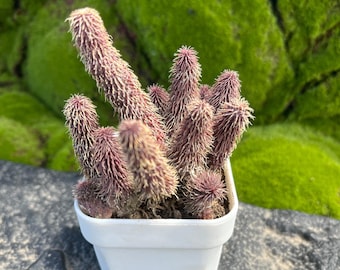 Viking x ampullaria black miracle Starter Plant (ALL STARTER
