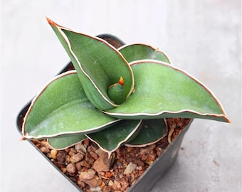 Rose Warrior Snake Plant Bare Root | 3" Sansevieria Live Houseplant | Rare Succulent for Indoor Decor