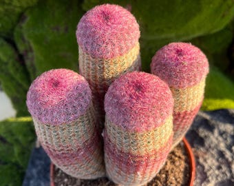 Rainbow Hedgehog Cactus, 4" Echinocereus rigidissimus, 4-headed red sun Cluster, All-Season Red Ornamental Houseplant