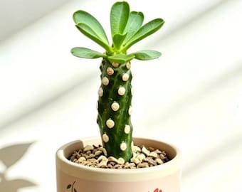 Thornless African Milk Tree | 5" Euphorbia trigona | Spineless Variety | Live Houseplant | Indoor Succulent