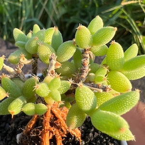 Astridia Velutina Dinter & Schwantes Variegata, Width: 1.2&#39;&#39;, Very Rare Variegated Succulent, Live Plant