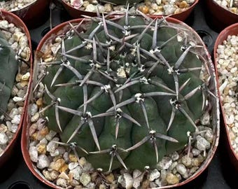 Live Gymnocalycium Bodenbenderianum Nigrispina Black Spine Collector Cactus, 1.5" Bare Root Indoor Houseplant