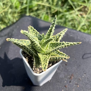 Aloe Humilism, Width: 2.8&#39;&#39;, Very Rare Succulent ,Colorful Live Plant, Indoor& Outdoor Gift, Cactus, Cacti