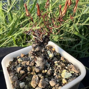 Tylecodon Buchholzianus ssp. 'Black Mamba', Height: 1'', Dormant without Leaves, Very Rare Caudex Succulent