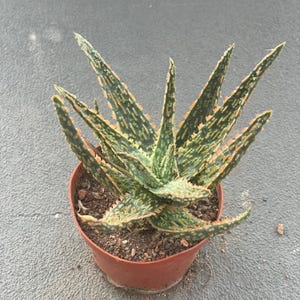 May include: A potted aloe plant with variegated green and yellow leaves featuring serrated edges and a textured surface. The plant is housed in a simple, round, terracotta-colored plastic pot filled with dark potting soil and small wood chips.