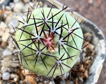 Live Ortegocactus Macdougallii Collector Cactus, 0.7" Cultivated Mini Grey Green Globe Bare Root Houseplant