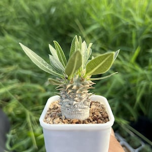 Pachypodium Brevicaule, Height: 2'', Dormant without Leaves, Very Rare Caudex Succulent Live Plant