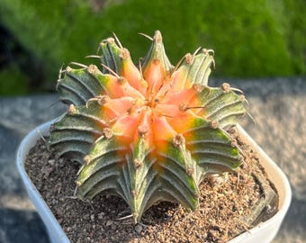 Gymnocalycium stenopleurum Variegated – 1.5" Rare Ribbed Cactus, Live Succulent, Mini Houseplant