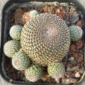 Puede incluir: Un cactus globular con un patrón denso de espinas blancas y centros de color marrón rojizo, rodeado por siete brotes más pequeños en una maceta cuadrada de plástico negro con tierra oscura, gruesa y rocosa.