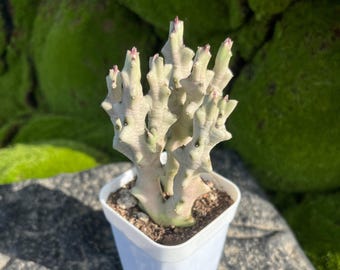 Rare Cactus, 3.5" Caralluma Socotrana Cluster, Rooted Succulent, Gift