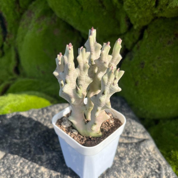 Rare Cactus, 3.5" Caralluma Socotrana Cluster, Rooted Succulent, Gift