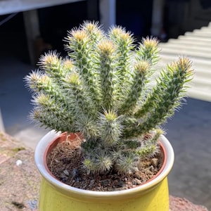Può includere: Un piccolo cactus a fusti multipli con segmenti cilindrici verdi coperti da sottili spine bianche. La pianta è in un vaso di ceramica giallo brillante maculato, riempito di terra marrone scuro, che mostra una crescita densa e verticale.