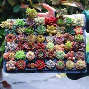 カラフルな多肉植物 - Etsy 日本