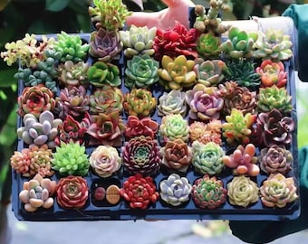 1.5" Mixed Echeveria Succulents, Assorted Quantity Packs, Very Rare Colorful Plant