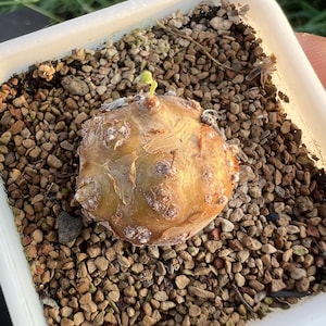 Othonna Cacalioides, Width: 0.8'', Dormant without Leaves, Very Rare Caudex Succulent, Live Plant