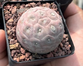 Tephrocactus geometricus, Largura: 1,6'' Enraizado, Cacto raro