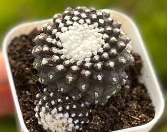 Rare Cactus, Copiapoa Tenuissima single, Width: 1.3'' Rooted Succulent, Gift