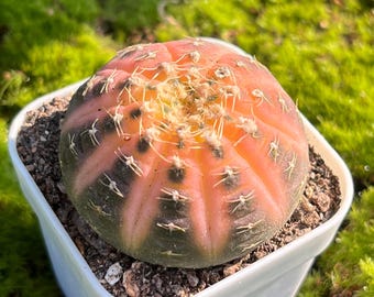 Gymnocalycium ragonesei Cactus – 1.5" Living Rock Cactus, White Flowering Succulent, Mini Potted Plant