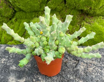 Euphorbia Clivicola Cluster, 4" Rooted Cactus Succulent, Gift
