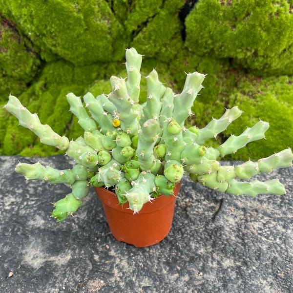 Euphorbia Clivicola Cluster, 4" Rooted Cactus Succulent, Gift