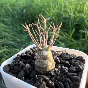 Othonna Euphorbioides Hutch. Width: 0.4'', Dormant without Leaves, Very Rare Caudex Succulent, Cactus