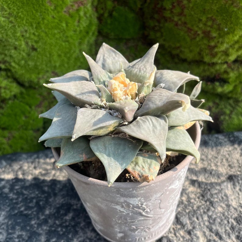 Triangular Cactus Rare Rock Peony Cactus | 4'' Width, Rare Living Succulent - Etsy