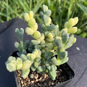 Astridia Velutina Dinter & Schwantes Variegata, Width: 3.2&#39;&#39;, Very Rare Variegated Succulent, Live Plant