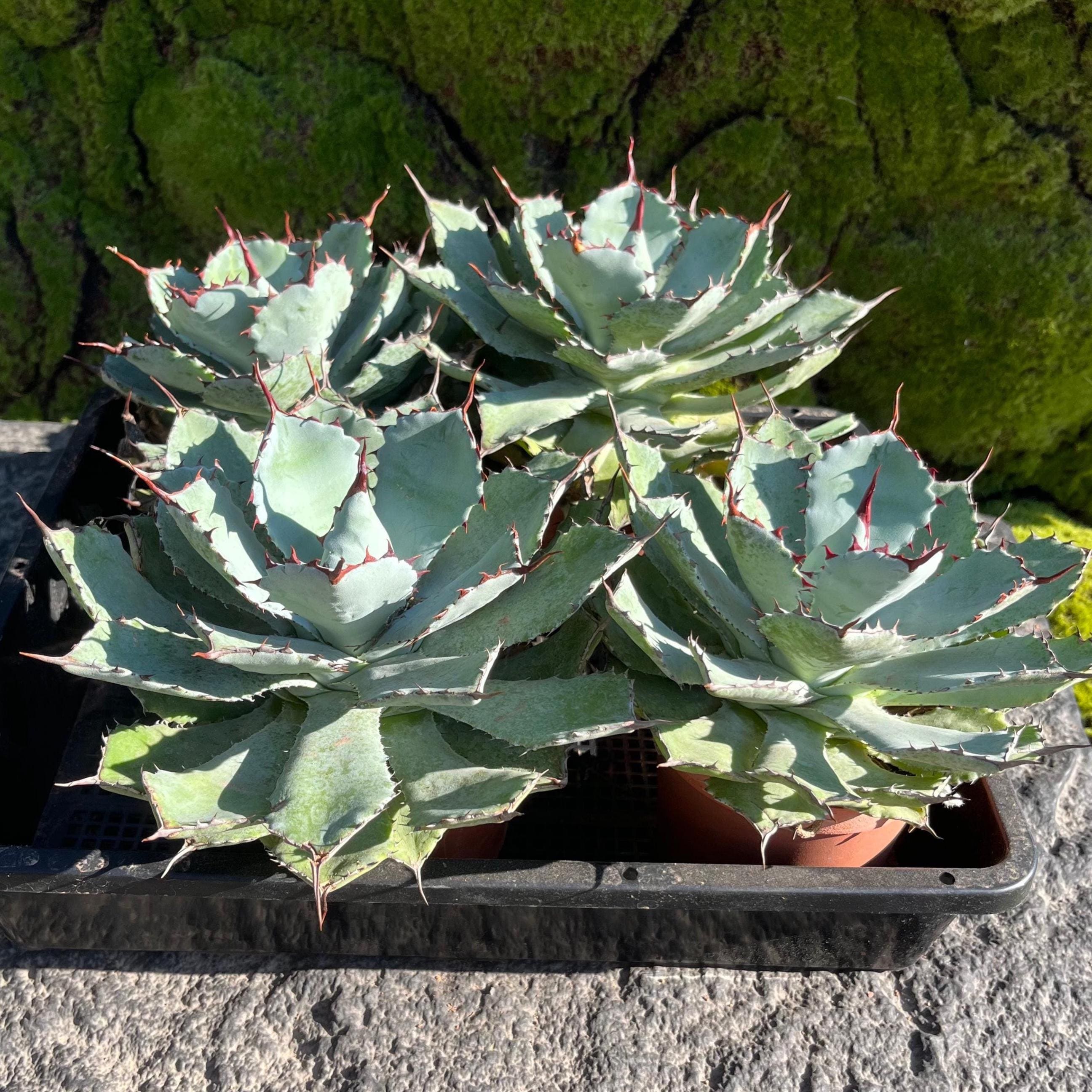 Agave Utahensis Eborispina - Etsy Canada