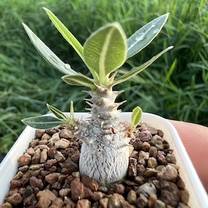 Pachypodium Brevicaule, Height: 0.8'', Dormant without Leaves, Very Rare Caudex Succulent, Cactus, Plant