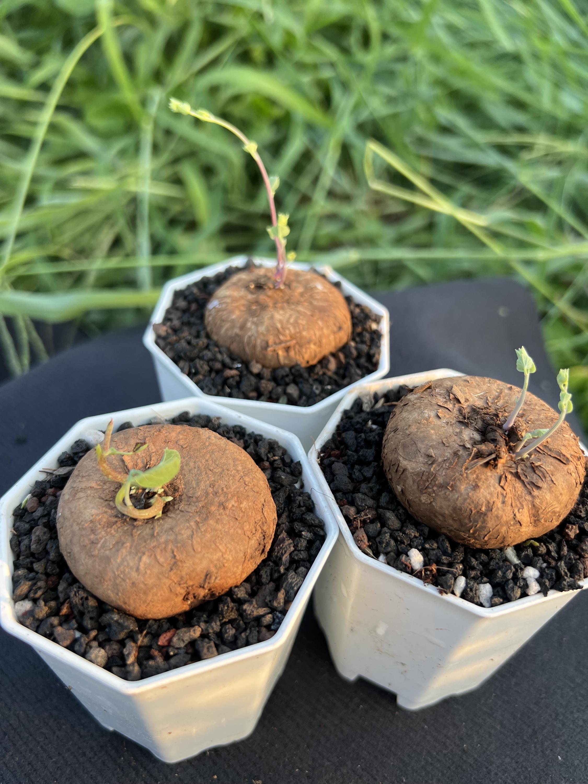 Stephania Cepharantha Hayata, Bulb Width: 1.2'', Red Stem, Dormant