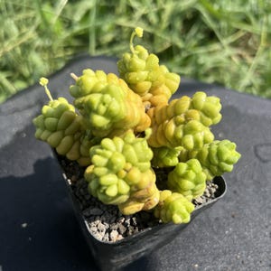 Crassula Marchandii, Width: 2.8&#39;&#39; Cluster, Very Rare Succulent, Golden Plant