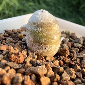 Othonna cremnophila B.Nord. & van Jaarsv. Height: 0.8&#39;&#39;, Dormant without Leaves, Very Rare Caudex Succulent Live Plant