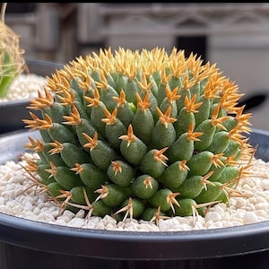 Puede incluir: Un cactus redondo de color verde oscuro con un denso grupo de tubérculos texturizados en forma de dedos. Cada tubérculo está rematado con una disposición en forma de estrella de espinas afiladas de color amarillo dorado en una maceta negra.